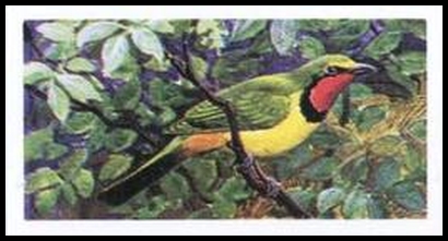 65BBRAB 40 Four Coloured Bush Shrike.jpg